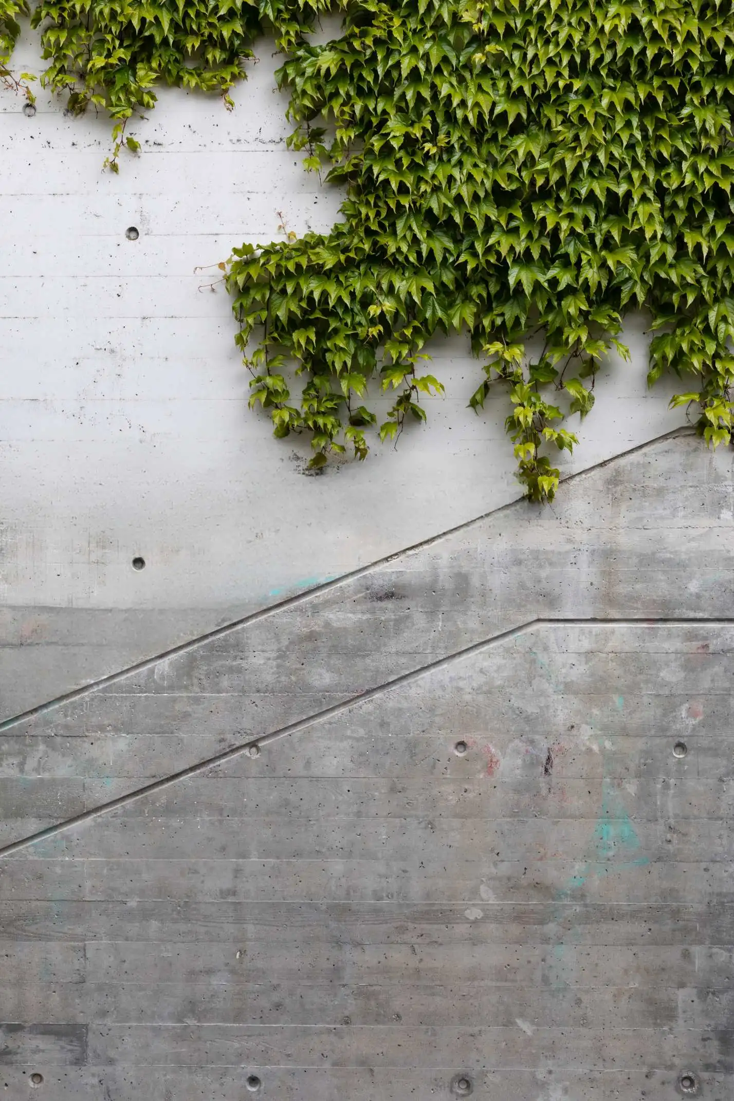 Mur blanc lierre